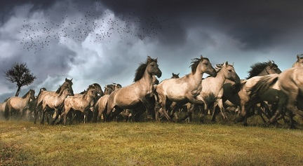 paarden-oostvaardersplassen