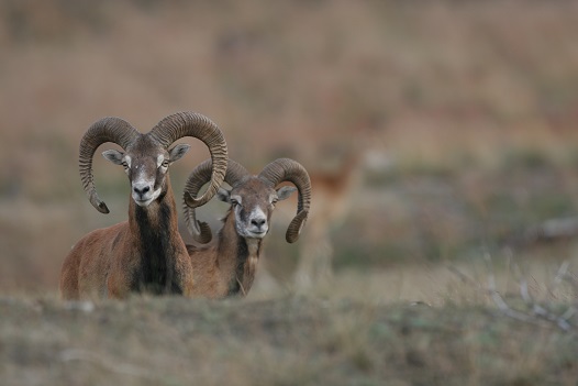 De Hoge Veluwe